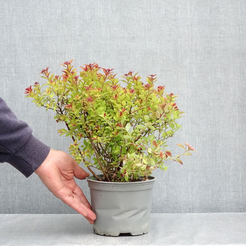 Exemplaar van Spiraea japonica Merlo Gold - Spierstruik Pot van 2 l/3 l zoals geleverd in de lente
