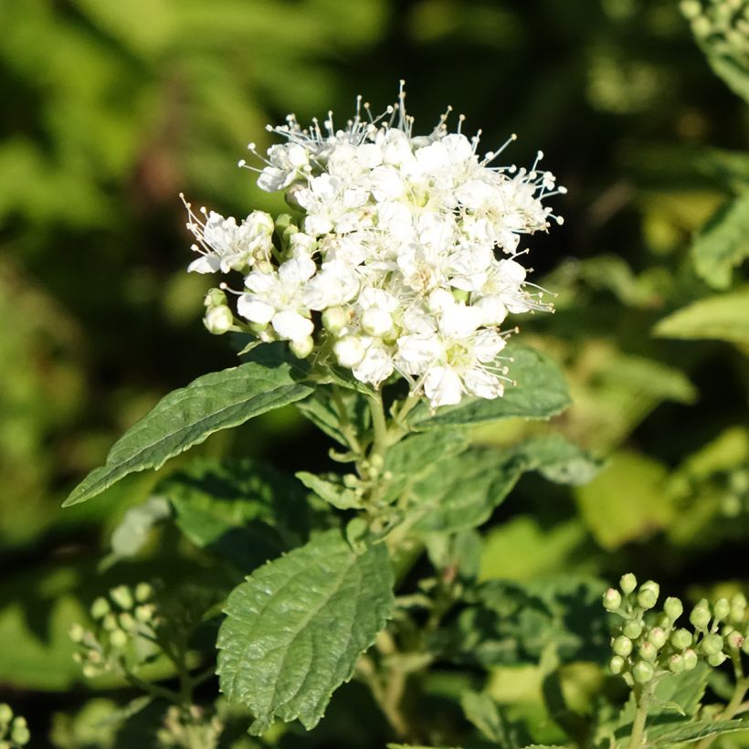 Spiraea japonica Albiflora - Spierstruik (Bloei)