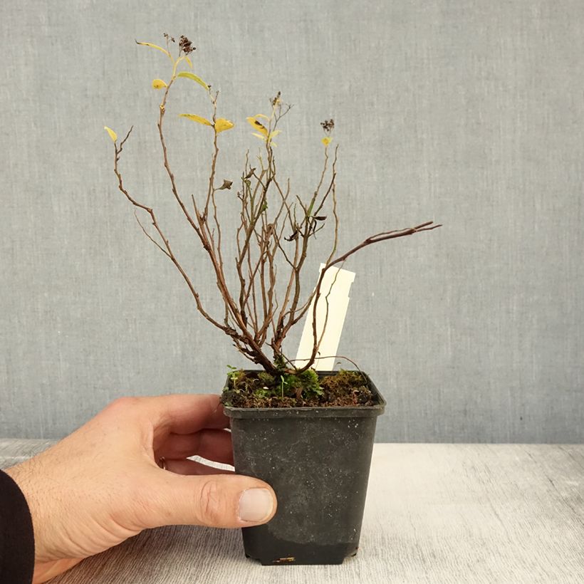 Exemplaar van Spiraea japonica Albiflora - Spierstruik Kweekpotje van 8/9 cm zoals geleverd in de herfst
