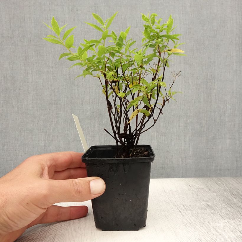 Exemplaar van Spiraea japonica Albiflora - Spierstruik Kweekpotje van 8/9 cm zoals geleverd in de zomer