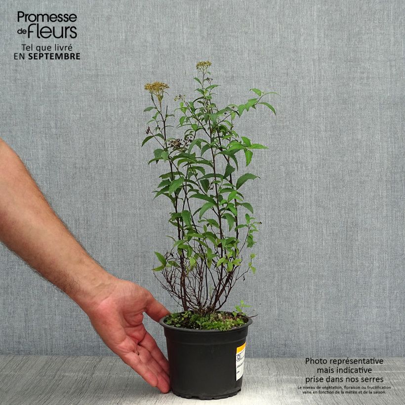 Exemplaar van Spierstruik Anthony Waterer - Spiraea japonica Pot van 1 l/1,5 l zoals geleverd in de herfst