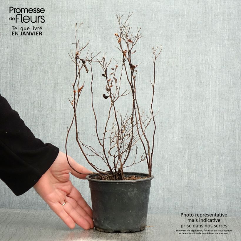 Exemplaar van Spierstruik Anthony Waterer - Spiraea japonica Pot van 1 l/1,5 l zoals geleverd in de winter