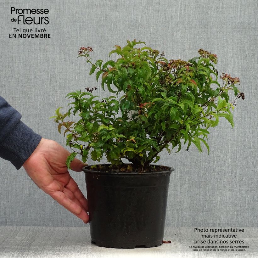 Exemplaar van Spiraea japonica Crispa - Spierstruik Pot van 1,5 l/2 l zoals geleverd in de herfst
