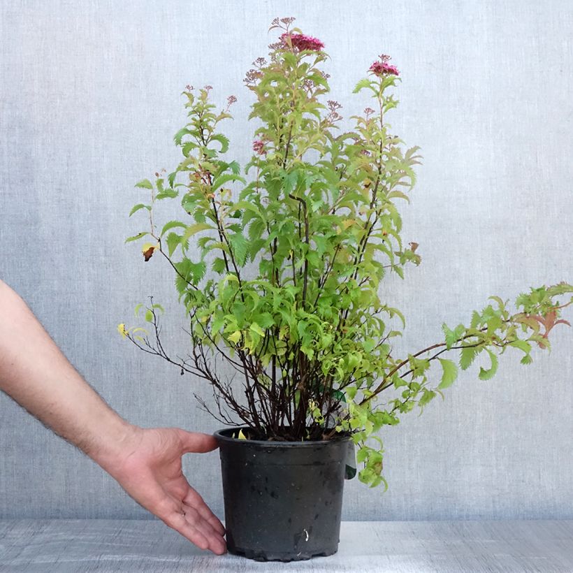Exemplaar van Spiraea japonica Crispa - Spierstruik Pot van 1,5 l/2 l zoals geleverd in de zomer