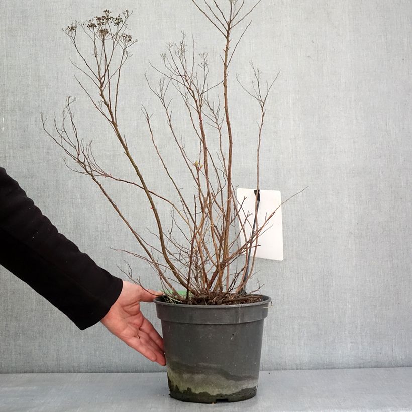 Exemplaar van Spirée japonaise Crispa  - Spirée japonaise Pot de 3L/4L zoals geleverd in de winter
