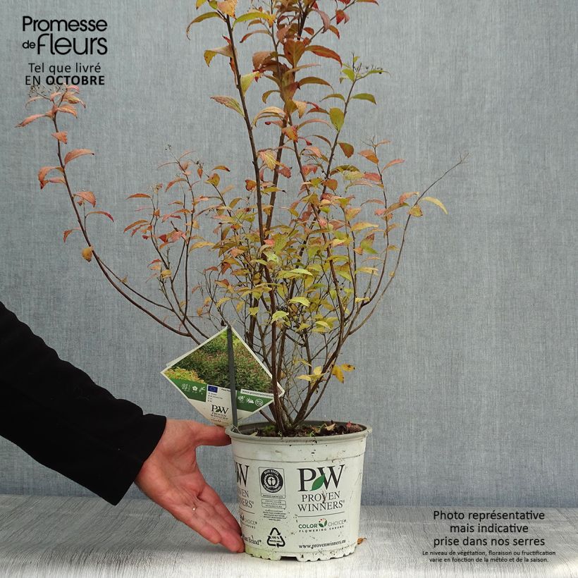 Exemplaar van Spiraea japonica Double Play Artist - Spierstruik Pot van 2 l/3 l zoals geleverd in de herfst