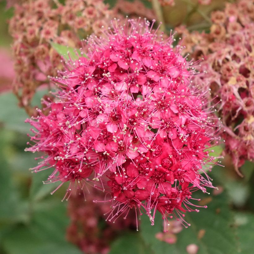 Spiraea japonica Double Play Doozie - Spierstruik (Bloei)