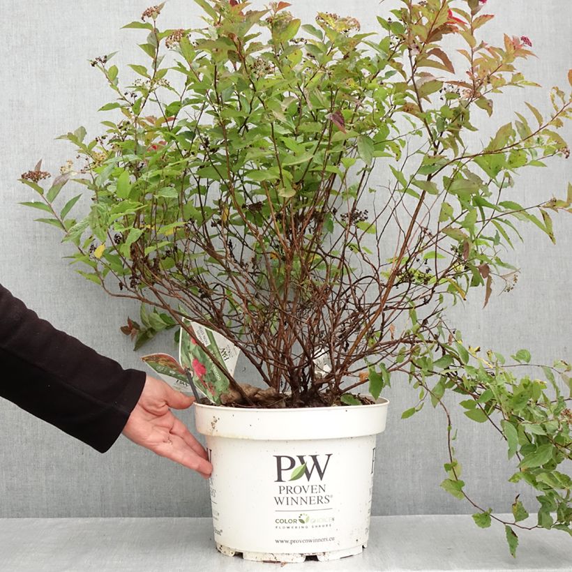 Exemplaar van Spiraea japonica Double Play Doozie - Spierstruik Pot van 7,5 l/10 l zoals geleverd in de herfst