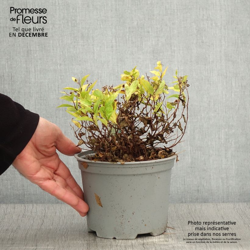 Exemplaar van Spiraea japonica Double Play Gold - Spierstruik Pot van 2 l/3 l zoals geleverd in de herfst