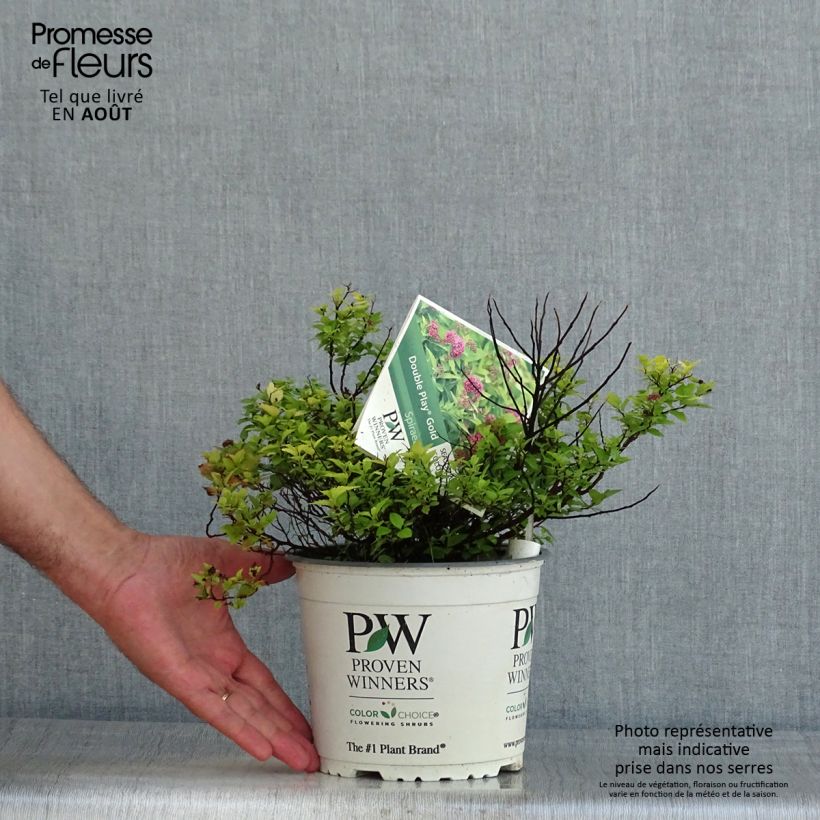 Exemplaar van Spiraea japonica Double Play Gold - Spierstruik Pot van 2 l/3 l zoals geleverd in de zomer