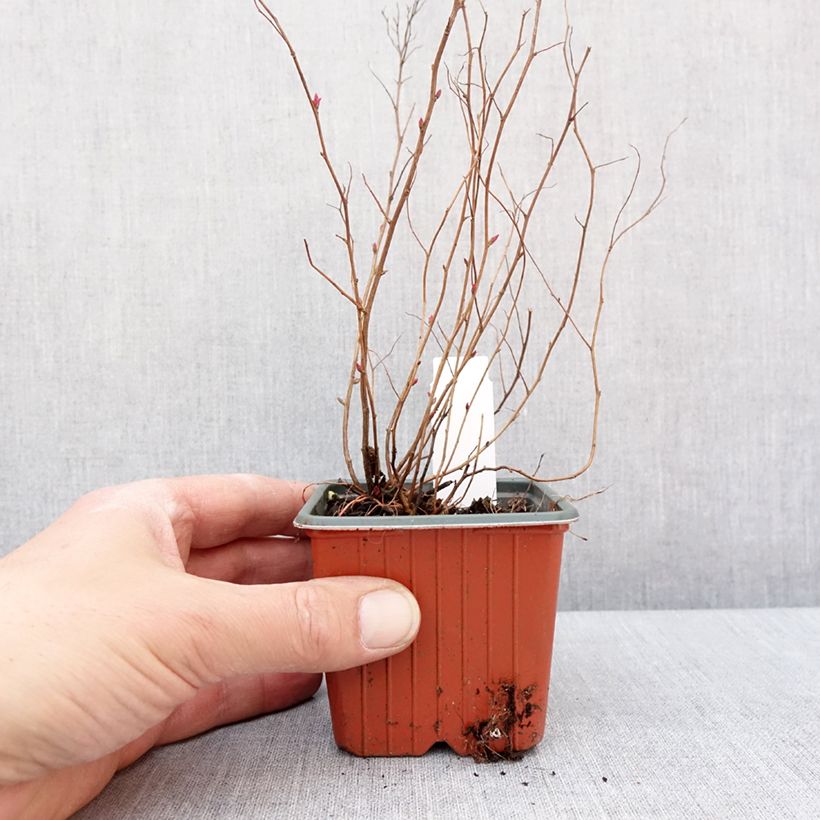 Exemplaar van Spirée japonaise Firelight- Spiraea japonica Godet de 8/9 cm zoals geleverd in de winter