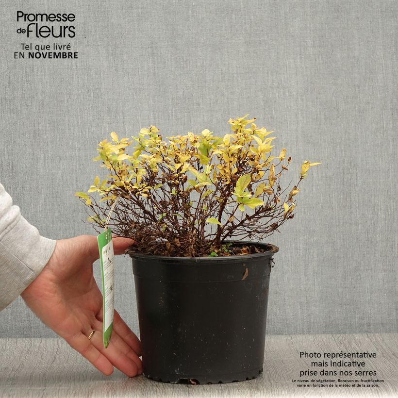 Exemplaar van Spiraea japonica Golden Princess - Spierstruik Pot van 2 l/3 l zoals geleverd in de herfst