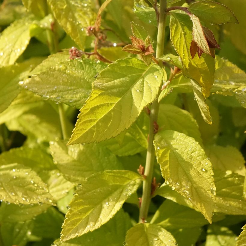 Spiraea japonica Golden Princess - Spierstruik (Blad)