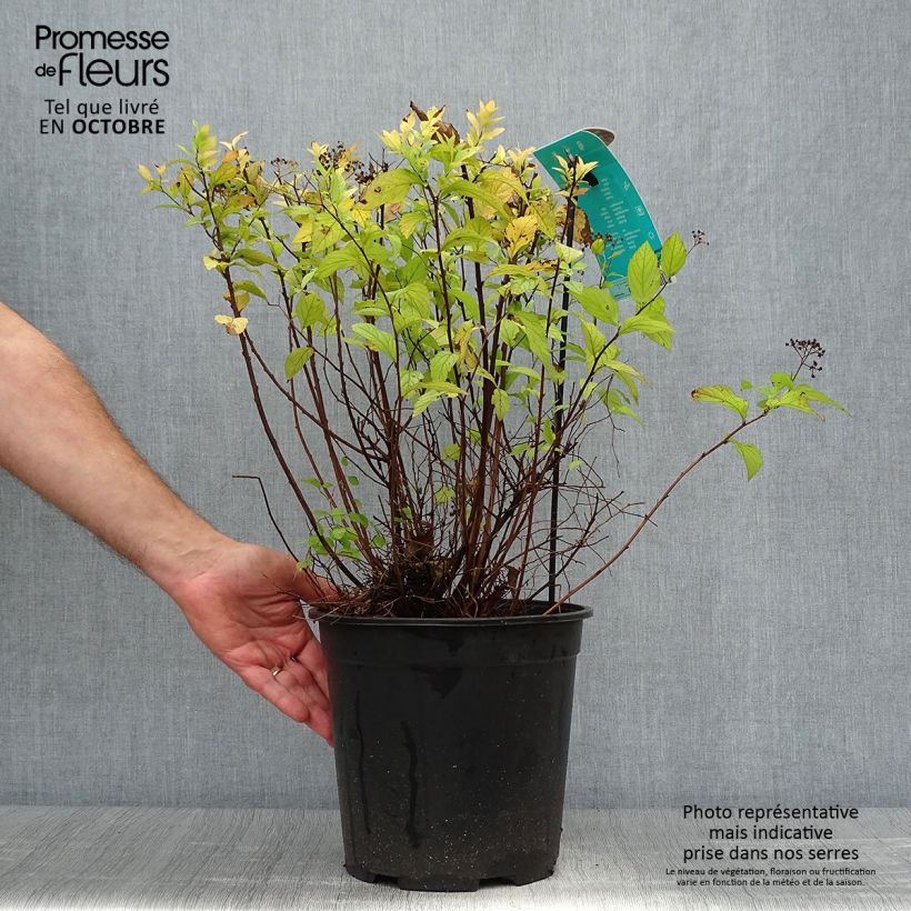 Exemplaar van Spiraea japonica Goldflame - Spierstruik Pot van 7,5 l/10 l zoals geleverd in de herfst