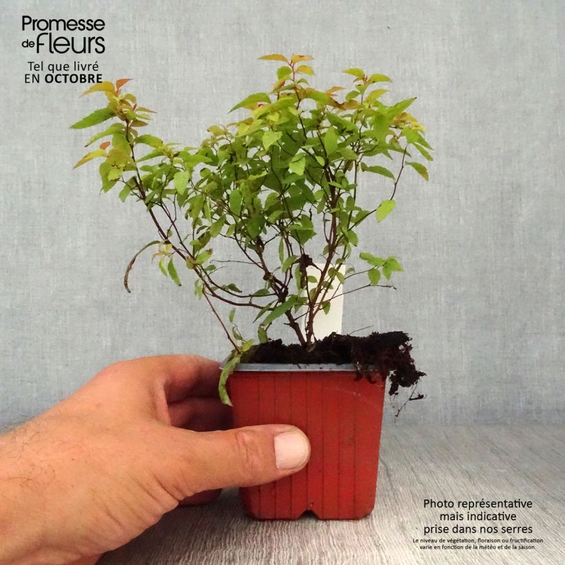 Exemplaar van Spiraea japonica Goldflame - Spierstruik Kweekpotje van 8/9 cm zoals geleverd in de herfst