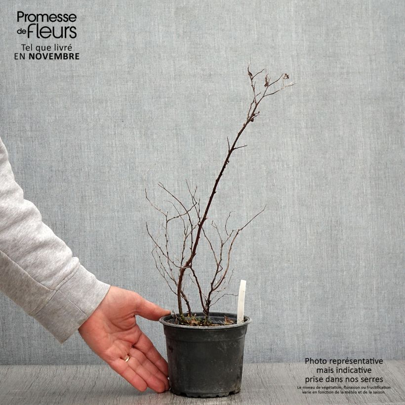 Exemplaar van Spiraea japonica Goldflame - Spierstruik Pot van 1 l/1,5 l zoals geleverd in de herfst