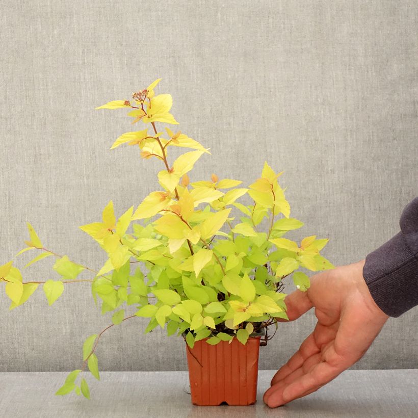 Example of Spiraea japonica Goldmound - Spierstruik Kweekpotje van 8/9 cm as you get in printemps