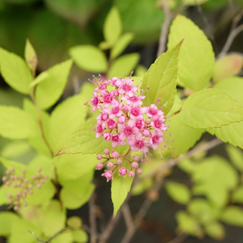 Spiraea japonica Goldmound - Spierstruik (Bloei)