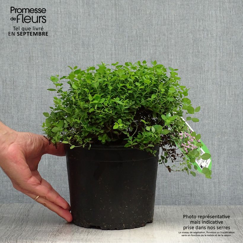 Exemplaar van Spiraea japonica Little Princess - Spierstruik Pot van 2 l/3 l zoals geleverd in de herfst