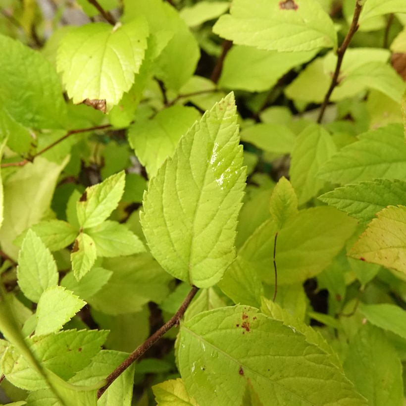 Spiraea japonica Little Princess - Spierstruik (Blad)