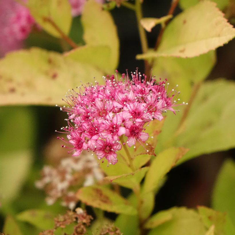 Spiraea japonica Little Princess - Spierstruik (Bloei)