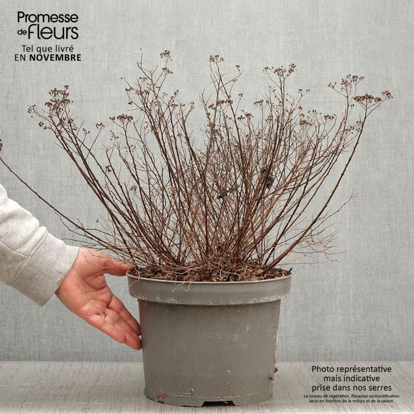 Exemplaar van Spiraea japonica Little Princess - Spierstruik Pot van 4 l/5 l zoals geleverd in de herfst