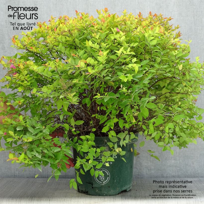 Exemplaar van Spiraea japonica Magic Carpet - Spierstruik Pot van 4 l/5 l zoals geleverd in de zomer