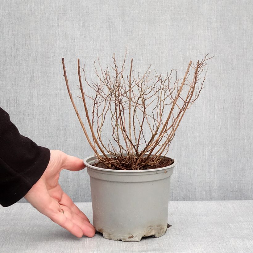 Exemplaar van Spiraea japonica Merlo Gold - Spierstruik Pot van 2 l/3 l zoals geleverd in de winter