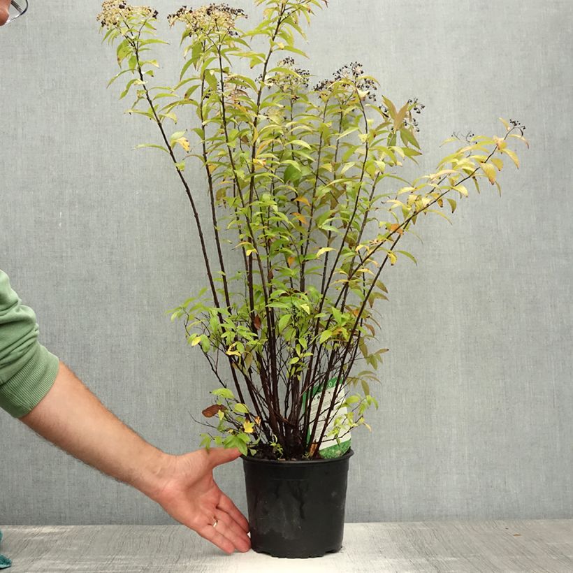 Exemplaar van Spiraea japonica Shirobana - Spierstruik Pot van 2 l/3 l zoals geleverd in de zomer