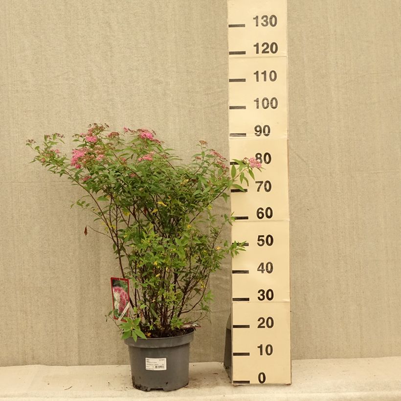 Exemplaar van Spiraea japonica Shirobana - Spierstruik Pot van 7,5 l/10 l zoals geleverd in de zomer