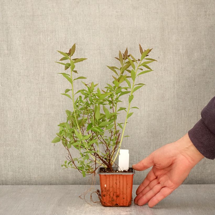 Exemplaar van Spiraea japonica Shirobana - Spierstruik Kweekpotje van 8/9 cm zoals geleverd in de lente