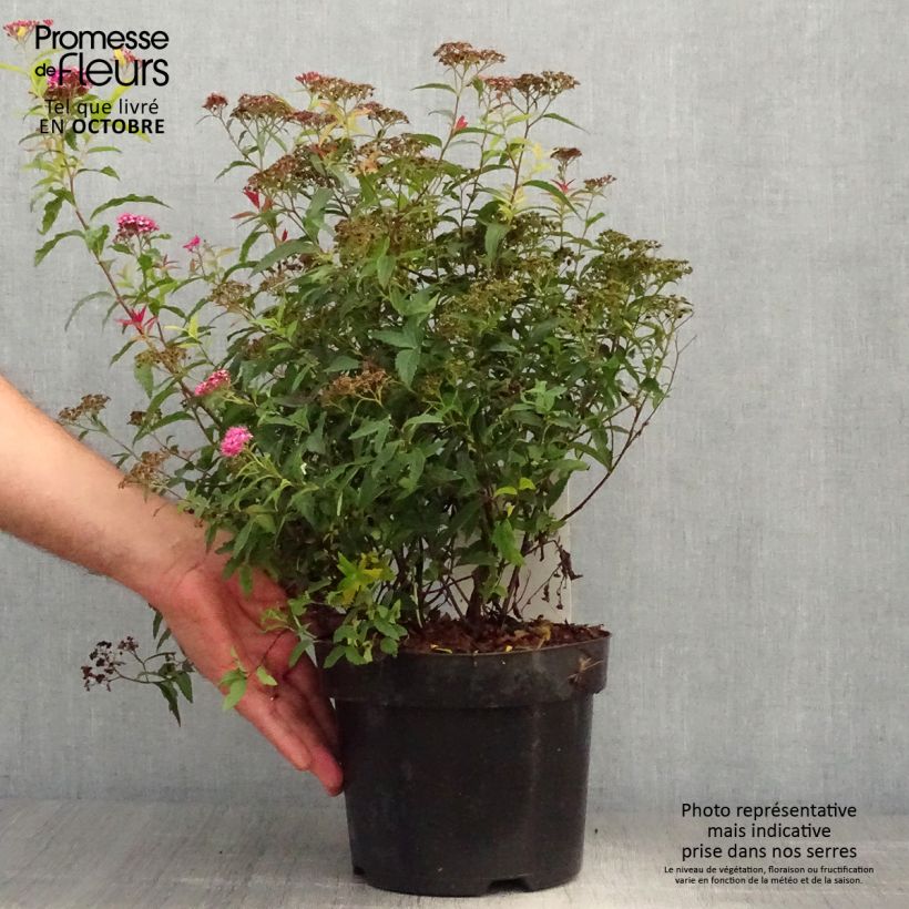 Exemplaar van Spiraea japonica Darts Red - Spierstruik Pot van 3 l/4 l zoals geleverd in de herfst