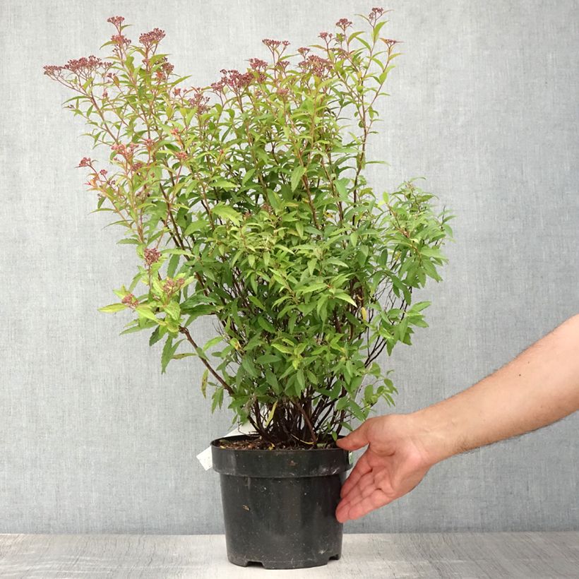 Exemplaar van Spiraea japonica Darts Red - Spierstruik Pot van 3 l/4 l zoals geleverd in de zomer