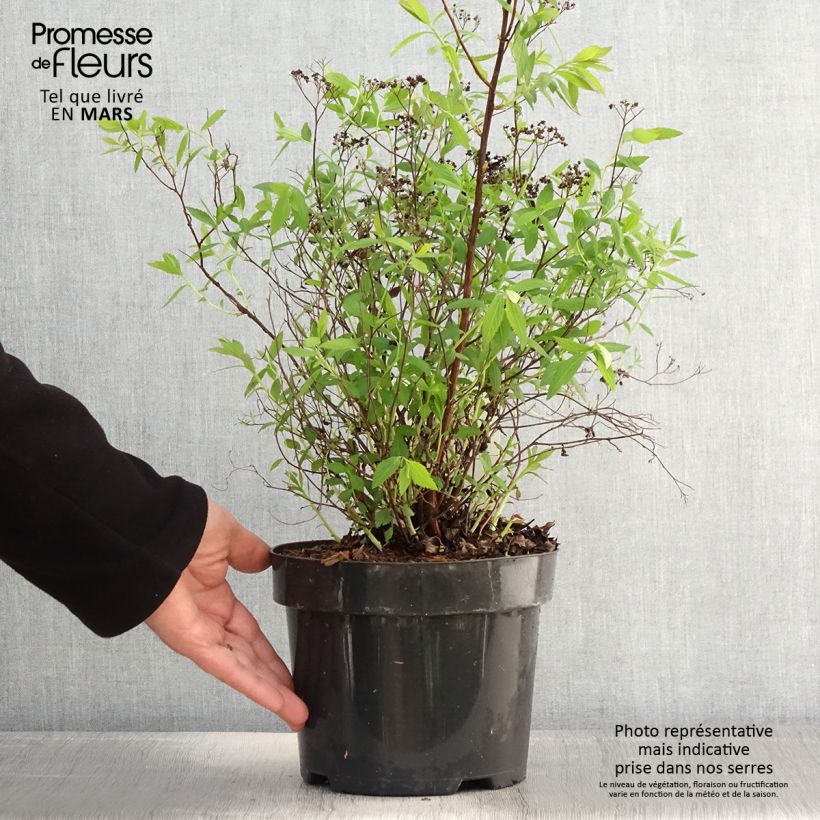 Example of Spiraea japonica Darts Red - Spierstruik Pot van 3 l/4 l as you get in printemps