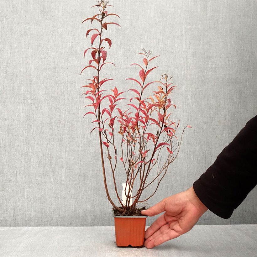 Exemplaar van Spiraea japonica Darts Red - Spierstruik Kweekpotje van 8/9 cm zoals geleverd in de herfst