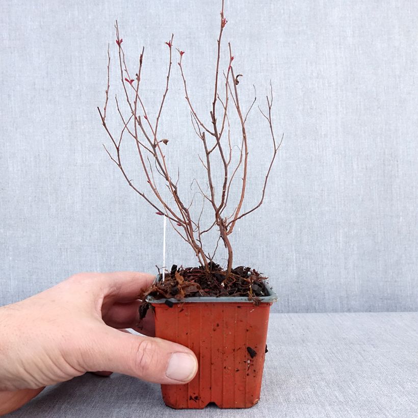 Exemplaar van Spirée japonaise - Spiraea japonica Dart's Red Godet de 8/9 cm zoals geleverd in de winter