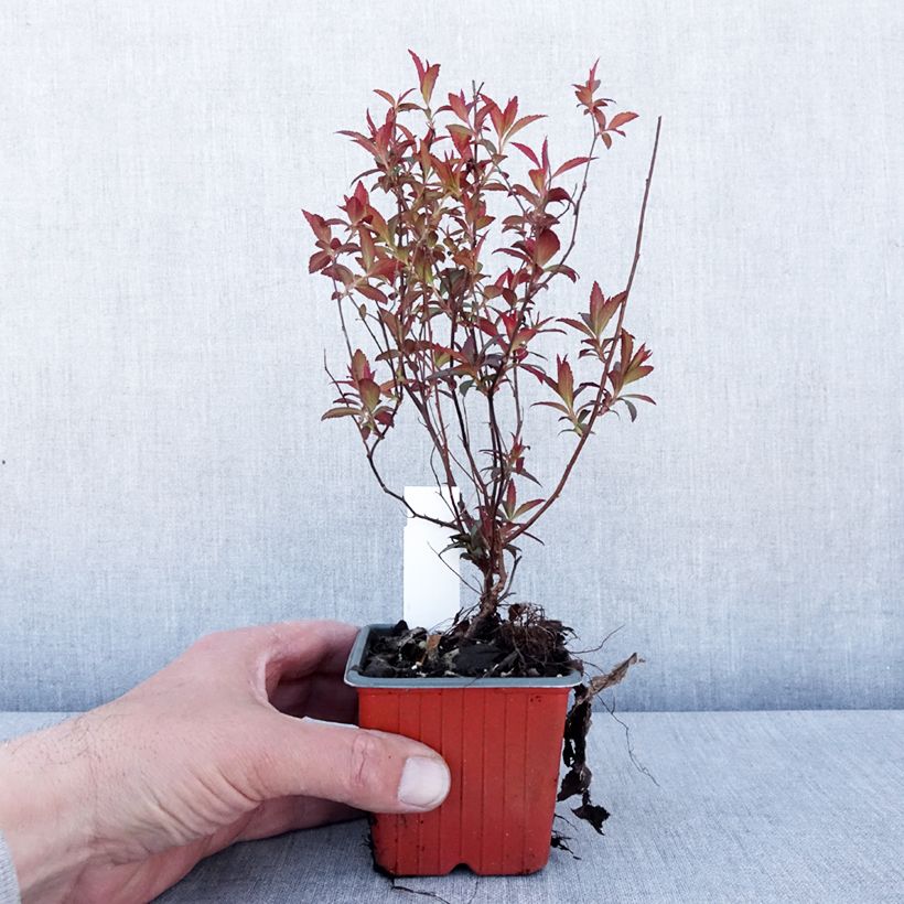Example of Spiraea japonica Darts Red - Spierstruik Kweekpotje van 8/9 cm as you get in printemps