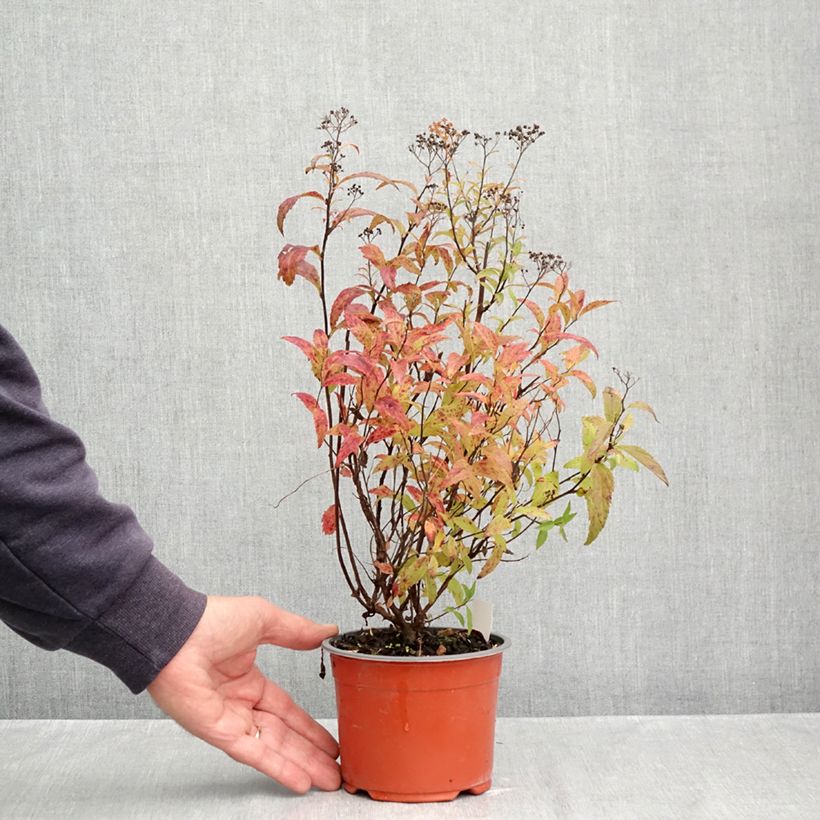 Exemplaar van Spiraea japonica Darts Red - Spierstruik Pot van 1 l/1,5 l zoals geleverd in de herfst