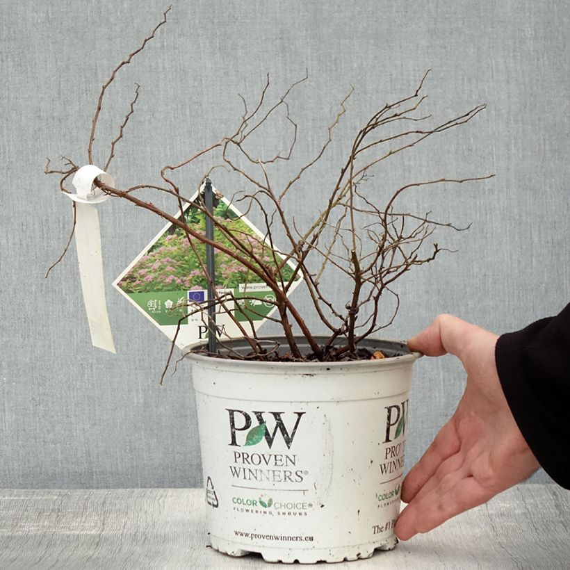 Exemplaar van Spiraea japonica Double Play Big Bang - Spierstruik Pot van 2 l/3 l zoals geleverd in de herfst
