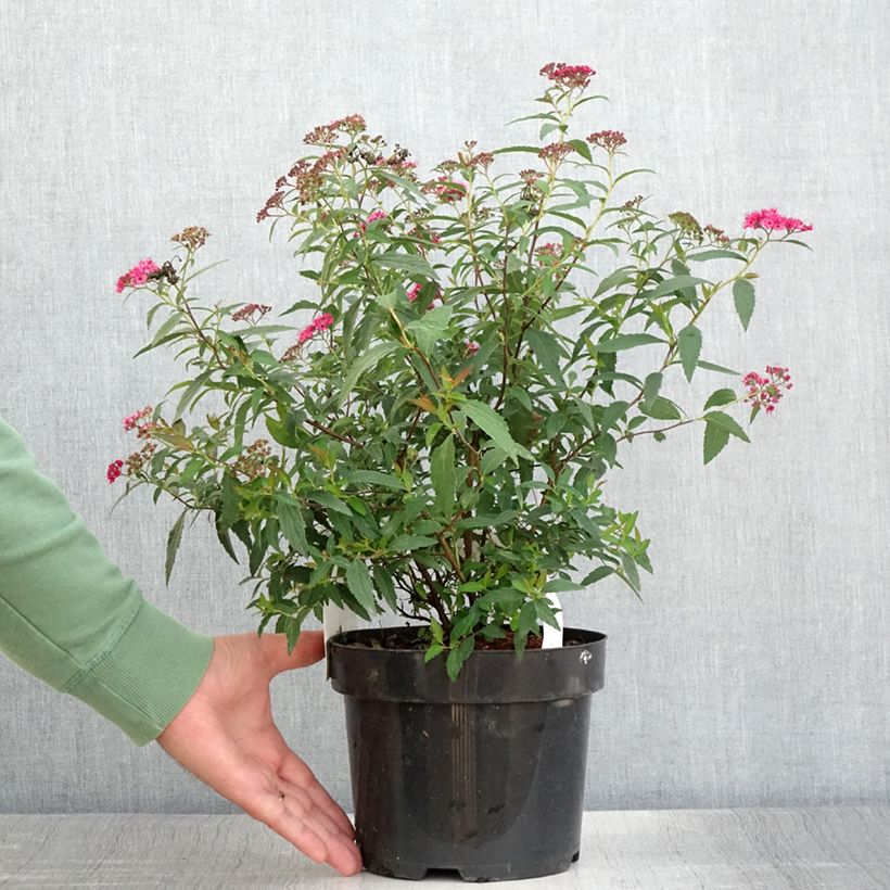 Exemplaar van Spiraea japonica Neon Flash - Spierstruik Pot van 2 l/3 l zoals geleverd in de zomer