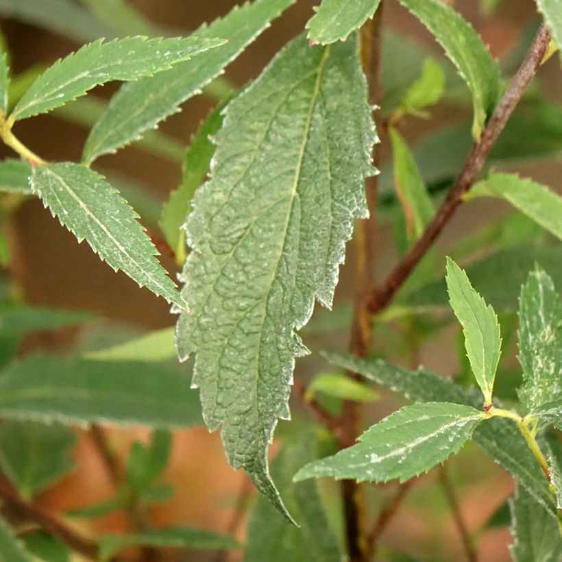 Spiraea japonica Neon Flash - Spierstruik (Blad)
