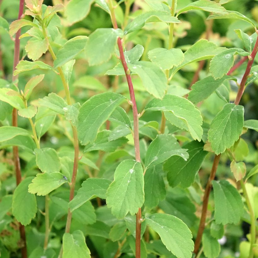 Spiraea nipponica Halward's Silver - Nipponspirea (Blad)