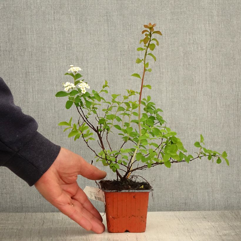 Example of Spiraea nipponica Halward's Silver - Nipponspirea Kweekpotje van 8/9 cm as you get in printemps