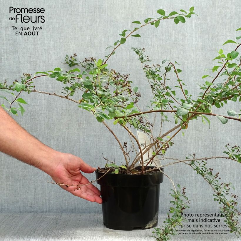 Exemplaar van Spiraea nipponica White Carpet - Nipponspirea Pot van 3 l/4 l zoals geleverd in de zomer