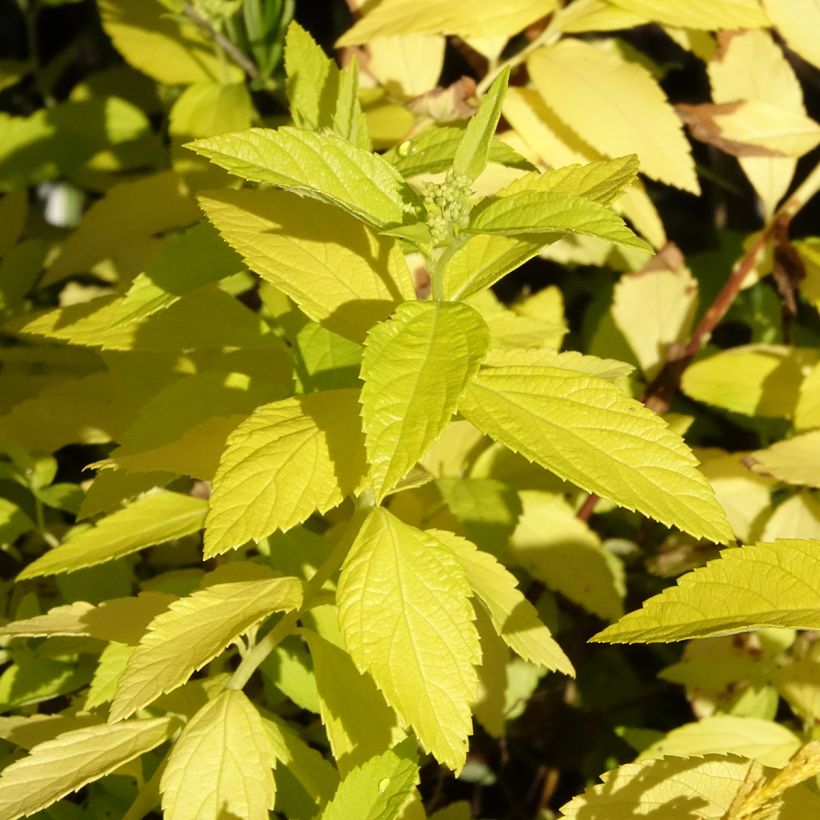 Spiraea japonica White Gold - Spierstruik (Blad)