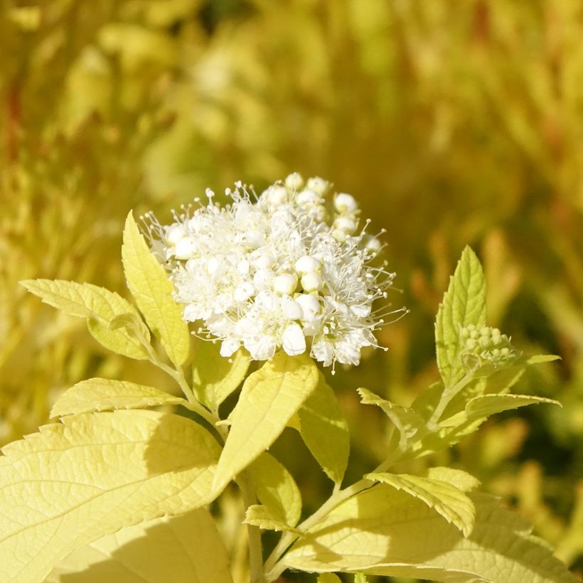 Spiraea japonica White Gold - Spierstruik (Bloei)