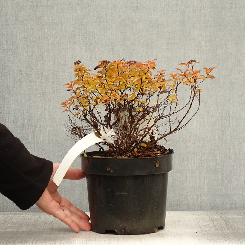 Exemplaar van Spierstruik ZenSpirit Caramel Pot van 3 l/4 l zoals geleverd in de herfst