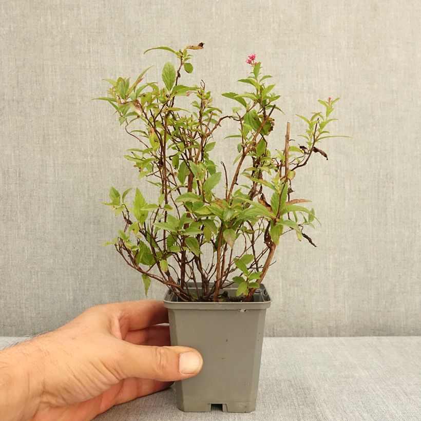 Exemplaar van Spierstruik Anthony Waterer - Spiraea japonica Kweekpotje van 8/9 cm zoals geleverd in de zomer