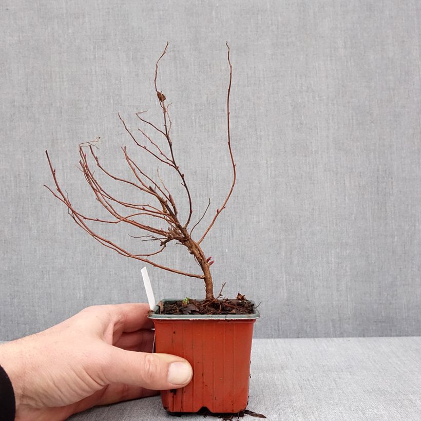 Exemplaar van Spierstruik Anthony Waterer - Spiraea japonica Kweekpotje van 8/9 cm zoals geleverd in de winter