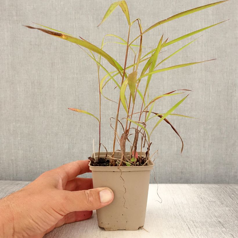 Exemplaar van Spodiopogon sibiricus - Siberisch siergras Kweekpotje van 8/9 cm zoals geleverd in de zomer